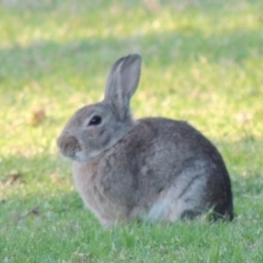 Oryctolagus cuniculus (European Rabbit) at Pine Island to Point Hut - 29 Nov 2017 by michaelb