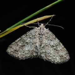 Ectropis fractaria (Ringed Bark Moth) at Conder, ACT - 17 Nov 2017 by michaelb