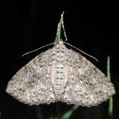 Ectropis fractaria at Pollinator-friendly garden Conder - 18 Nov 2017 12:21 AM