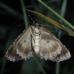 Ectropis fractaria at Pollinator-friendly garden Conder - 18 Nov 2017 12:21 AM