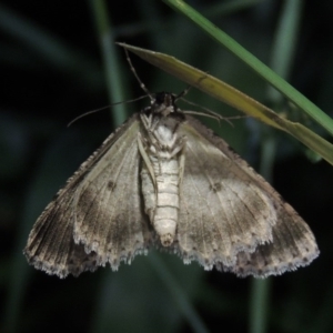 Ectropis fractaria at Pollinator-friendly garden Conder - 18 Nov 2017