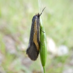 Philobota chrysopotama (A concealer moth) at Googong, NSW - 28 Oct 2017 by Wandiyali