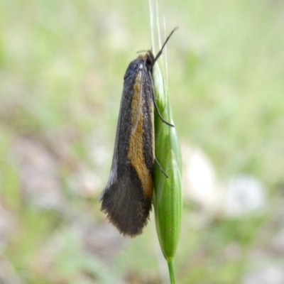 Philobota chrysopotama (A concealer moth) at QPRC LGA - 28 Oct 2017 by Wandiyali