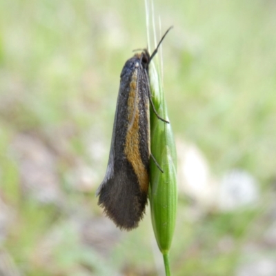 Philobota chrysopotama (A concealer moth) at Wandiyali-Environa Conservation Area - 28 Oct 2017 by Wandiyali