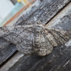 Cleora displicata (A Cleora Bark Moth (Boarmiini) at Googong, NSW - 30 Nov 2017 by Wandiyali