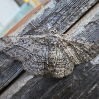 Cleora displicata (A Cleora Bark Moth (Boarmiini) at Googong, NSW - 30 Nov 2017 by Wandiyali