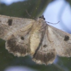 Cleora displicata at Googong, NSW - 30 Nov 2017 08:09 PM