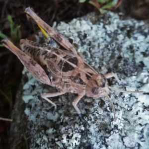 Perunga ochracea at Googong, NSW - 2 Dec 2017