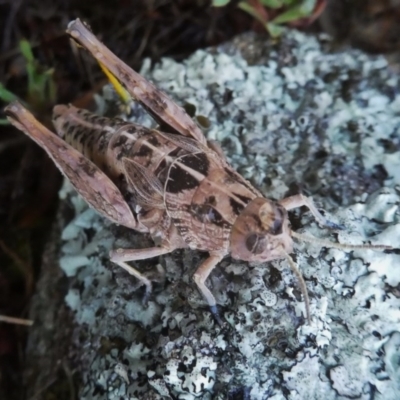 Perunga ochracea (Perunga grasshopper, Cross-dressing Grasshopper) at QPRC LGA - 1 Dec 2017 by Wandiyali