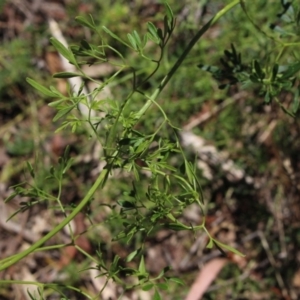 Clematis leptophylla at Wallaroo, NSW - 29 Nov 2017 11:27 AM