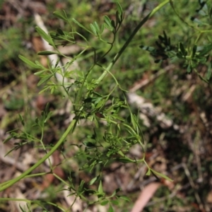 Clematis leptophylla at Wallaroo, NSW - 29 Nov 2017