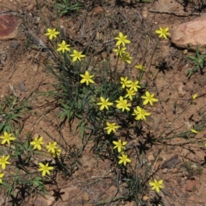 Tricoryne elatior at Gungahlin, ACT - 29 Nov 2017