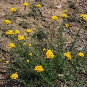 Chrysocephalum semipapposum at Bonner, ACT - 29 Nov 2017