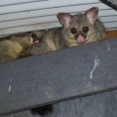 Trichosurus vulpecula (Common Brushtail Possum) at Fyshwick, ACT - 16 Dec 2011 by Christine