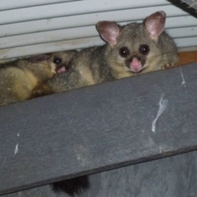 Trichosurus vulpecula (Common Brushtail Possum) at Fyshwick, ACT - 16 Dec 2011 by Christine