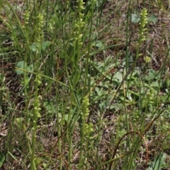 Microtis sp. (Onion Orchid) at Gungahlin, ACT - 29 Nov 2017 by MaartjeSevenster