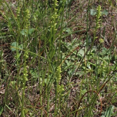 Microtis sp. (Onion Orchid) at Gungahlin, ACT - 28 Nov 2017 by MaartjeSevenster