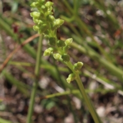 Microtis sp. at Gungahlin, ACT - suppressed