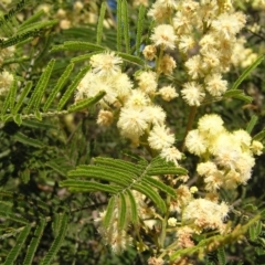 Acacia mearnsii (Black Wattle) at Kambah, ACT - 30 Nov 2017 by MatthewFrawley