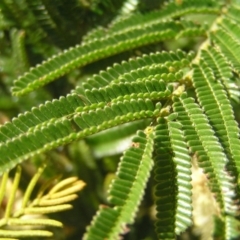 Acacia mearnsii at Kambah, ACT - 30 Nov 2017