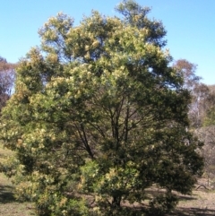 Acacia mearnsii at Kambah, ACT - 30 Nov 2017 09:41 AM