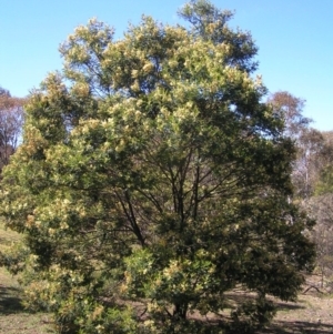 Acacia mearnsii at Kambah, ACT - 30 Nov 2017