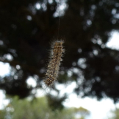 Lepidoptera unclassified IMMATURE (caterpillar or pupa or cocoon) at Acton, ACT - 14 Dec 2011 by Christine