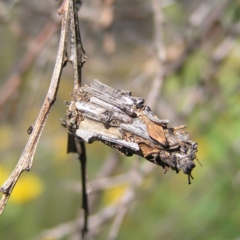 Psychidae (family) IMMATURE (Unidentified case moth or bagworm) at Mount Taylor - 29 Nov 2017 by MatthewFrawley