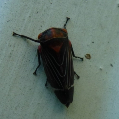 Eurymeloides lineata (Lined gumtree hopper) at Flynn, ACT - 24 Dec 2011 by Christine