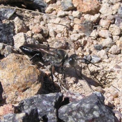 Sphex sp. (genus) (Unidentified Sphex digger wasp) at Mount Taylor - 30 Nov 2017 by MatthewFrawley