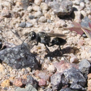 Sphex sp. (genus) at Kambah, ACT - 30 Nov 2017