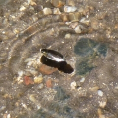 Gyrinidae sp. (family) (Unidentified whirligig beetle) at Paddys River, ACT - 28 Dec 2011 by Christine