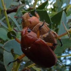 Anoplognathus sp. (genus) (Unidentified Christmas beetle) at West Belconnen Pond - 6 Jan 2012 by Christine