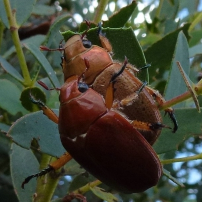 Anoplognathus sp. (genus) (Unidentified Christmas beetle) at Dunlop, ACT - 6 Jan 2012 by Christine