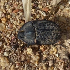Helea ovata (Pie-dish beetle) at Dunlop, ACT - 9 Jan 2012 by Christine