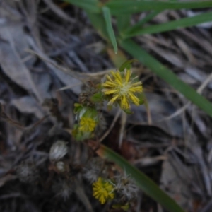 Triptilodiscus pygmaeus at Reid, ACT - 29 Nov 2017