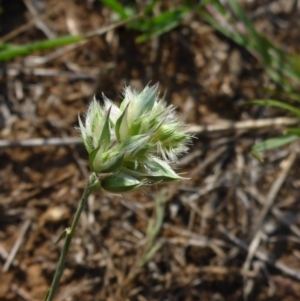 Rytidosperma carphoides at Reid, ACT - 29 Nov 2017