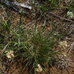 Rytidosperma carphoides at Reid, ACT - 29 Nov 2017