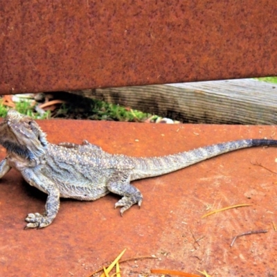 Pogona barbata (Eastern Bearded Dragon) at Wamboin, NSW - 24 Dec 2008 by Varanus