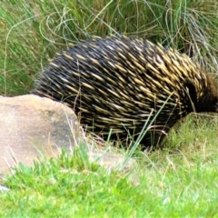 Tachyglossus aculeatus (Short-beaked Echidna) at QPRC LGA - 28 Jan 2012 by Varanus