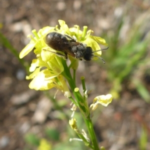 Lasioglossum (Chilalictus) lanarium at Reid, ACT - 29 Nov 2017 05:08 PM