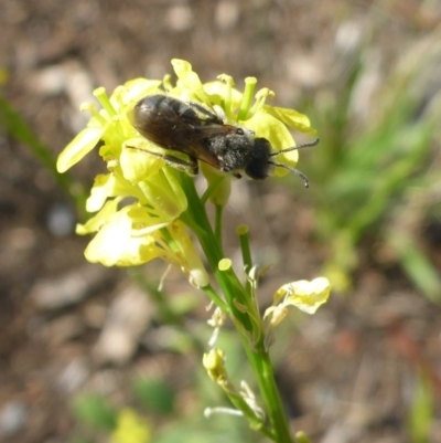 Lasioglossum (Chilalictus) lanarium (Halictid bee) at Reid, ACT - 29 Nov 2017 by JanetRussell