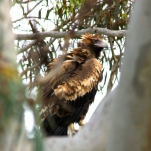 Aquila audax at Wamboin, NSW - 19 Nov 2016 06:19 AM