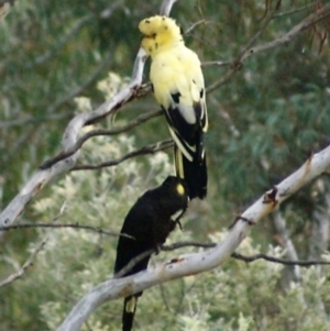 Zanda funerea at Wamboin, NSW - 9 May 2007 09:56 AM