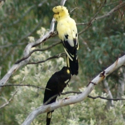 Zanda funerea (Yellow-tailed Black-Cockatoo) at Wamboin, NSW - 9 May 2007 by Varanus