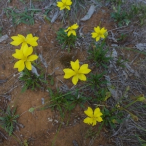 Goodenia pinnatifida at Reid, ACT - 29 Nov 2017