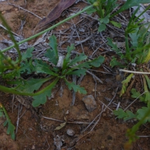 Goodenia pinnatifida at Reid, ACT - 29 Nov 2017