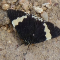 Eutrichopidia latinus (Yellow-banded Day-moth) at Wright, ACT - 24 Jan 2011 by Christine