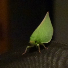 Siphanta acuta (Green planthopper, Torpedo bug) at Flynn, ACT - 28 Jan 2012 by Christine