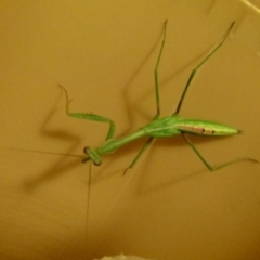 Mantodea (order) (Unidentified praying mantis) at Flynn, ACT - 28 Jan 2012 by Christine